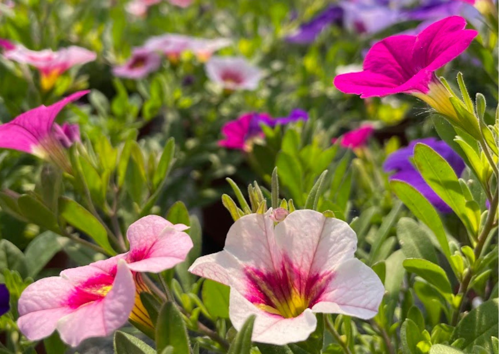 Oertig Blumen & Pflanzen - Pflanzwochen in Wangen bei Oertig
