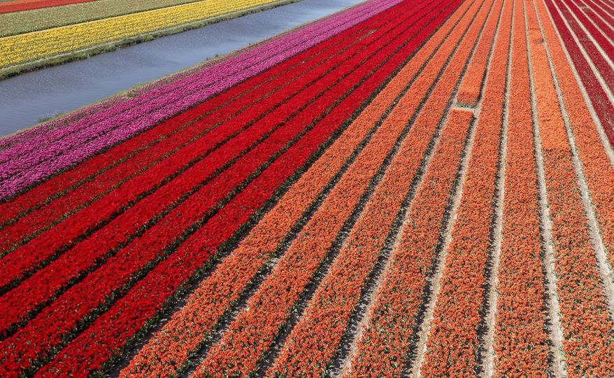 Haben Sie vom Tag der Tulpen gehört? Alles, was Sie über dieses Fest in Amsterdam wissen müssen