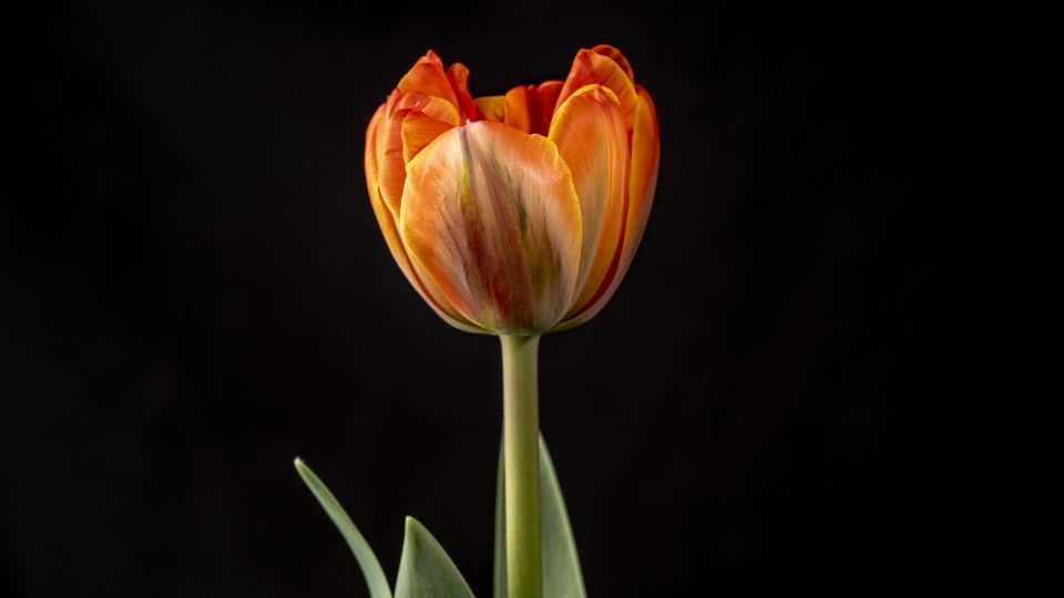 Wussten Sie, dass Tulpen aus Asien stammen? Entdecken Sie die Herkunft einer der weltweit beliebtesten Blumen