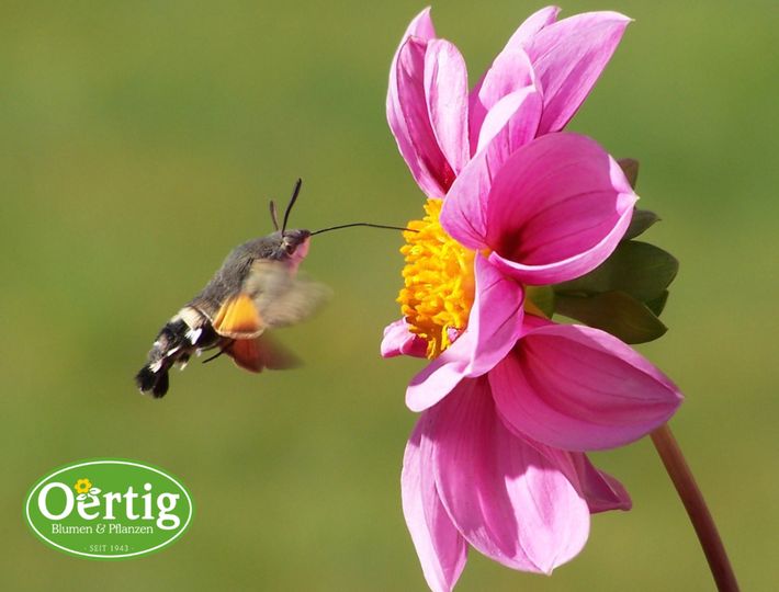 Eine der phantastischsten Insekten, die Sie in den kommenden Monaten in Gärten sehen werden: die Kolibri-Motte