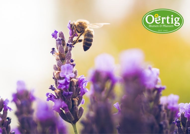 Bienen-Oasen im Garten: Warum es wichtig ist, sie zu kultivieren
