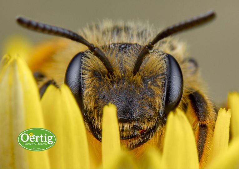 Welche Pflanzen sind attraktiv für Bienen? Ein Leitfaden für den späten Frühling und Sommer