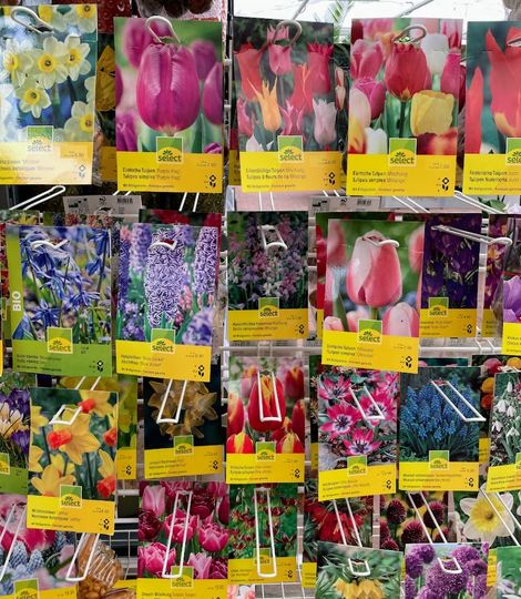 Blumenfreude im Frühling: Welche Blumenzwiebeln sollten Sie jetzt pflanzen?