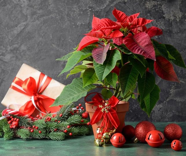 Geschenkideen aus dem Garten: Pflanzen- und Blumengeschenke für die Weihnachtszeit