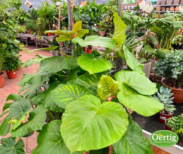 Pflanzenkauf im September und Oktober: Ihre Innenpflanzen optimal auf den Winter vorbereiten