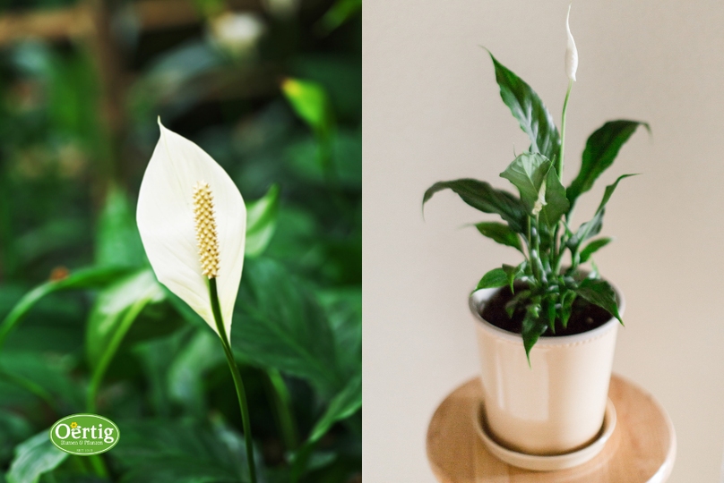Diese pflegeleichte Pflanze hilft Ihnen dabei, die Luft und Energie in Ihrem Büro zu reinigen