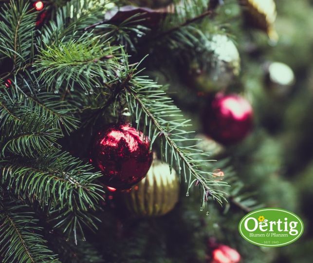 Echter oder künstlicher Weihnachtsbaum: Was ist besser?