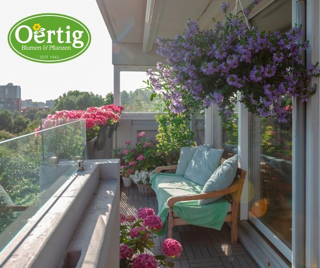 Wie Sie Topfpflanzen auf dem Balkon ohne Sonnenbrand und Überwässerung züchten