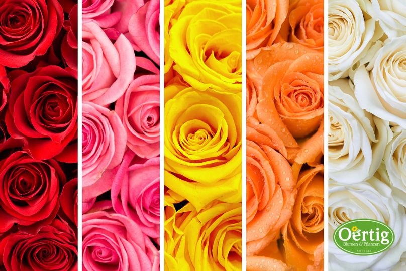 Rot oder gelb? Was bedeuten die verschiedenen Farben der Rosen?